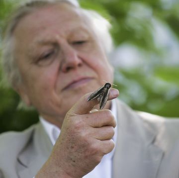 london may 02 sir david attenborough launches national moth recording scheme at london zoo on may 2, 2007 in london the scheme is run by butterfly conversation, funded by a grant of 806,000gbp from the heritage lottery fund thousands of volunteers will be enlisted over the next four years to help record the moth population in the britain photo by gareth cattermolegetty images