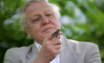 london may 02 sir david attenborough launches national moth recording scheme at london zoo on may 2, 2007 in london the scheme is run by butterfly conversation, funded by a grant of 806,000gbp from the heritage lottery fund thousands of volunteers will be enlisted over the next four years to help record the moth population in the britain photo by gareth cattermolegetty images