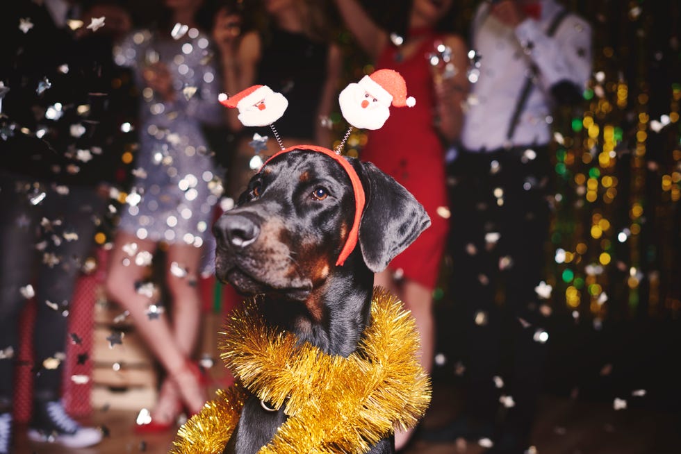 Portrait of dog at party wearing santa deely boppers, group of people dancing in background