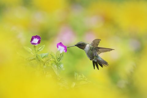 flowers that attract hummingbirds like wishbone flower