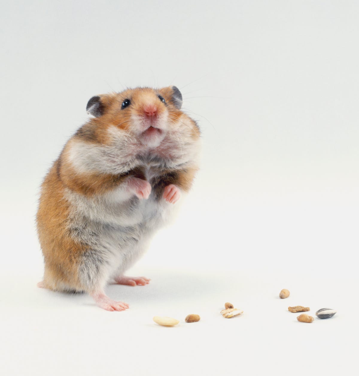 The pet I'll never forget: the emotional support hamster who