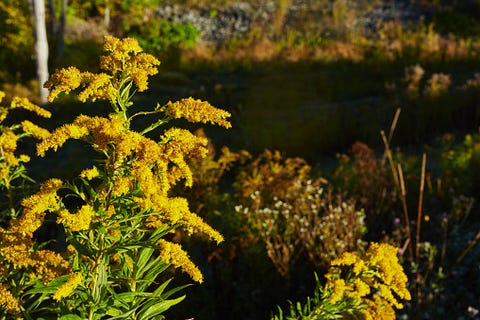 poisonous plants