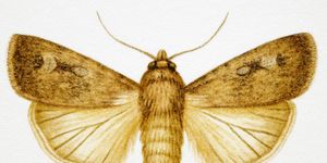 Moths and butterflies, Moth, Insect, Invertebrate, webbing clothes moth, Bombycidae, Lymantria dispar dispar, Bombyx mori, Hofmannophila pseudospretella, Arthropod, 