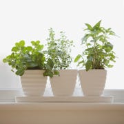 herbs in pots