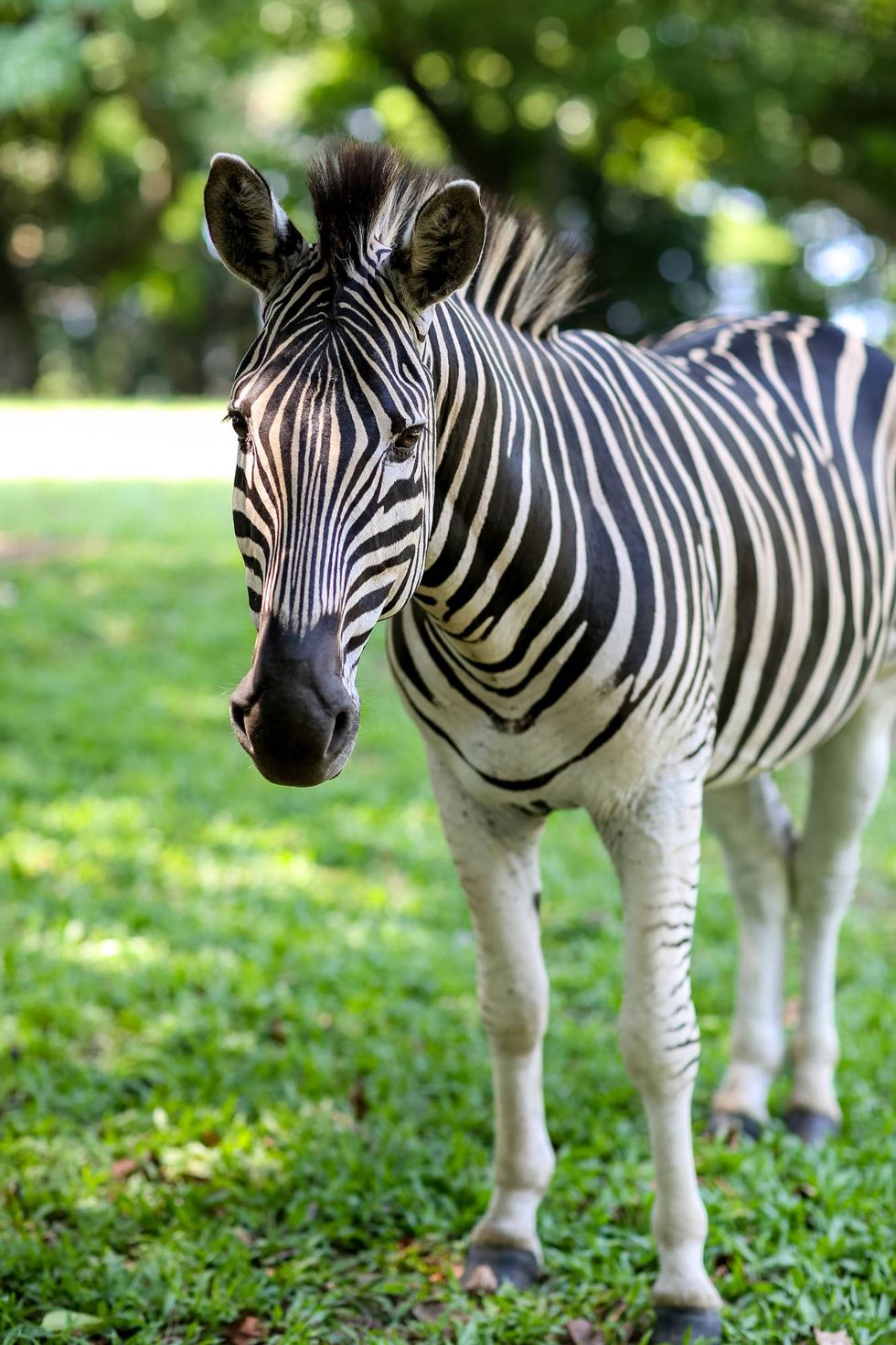 Zebra, Mammal, Terrestrial animal, Vertebrate, Wildlife, Grass, Green, Grassland, Snout, Pasture, 