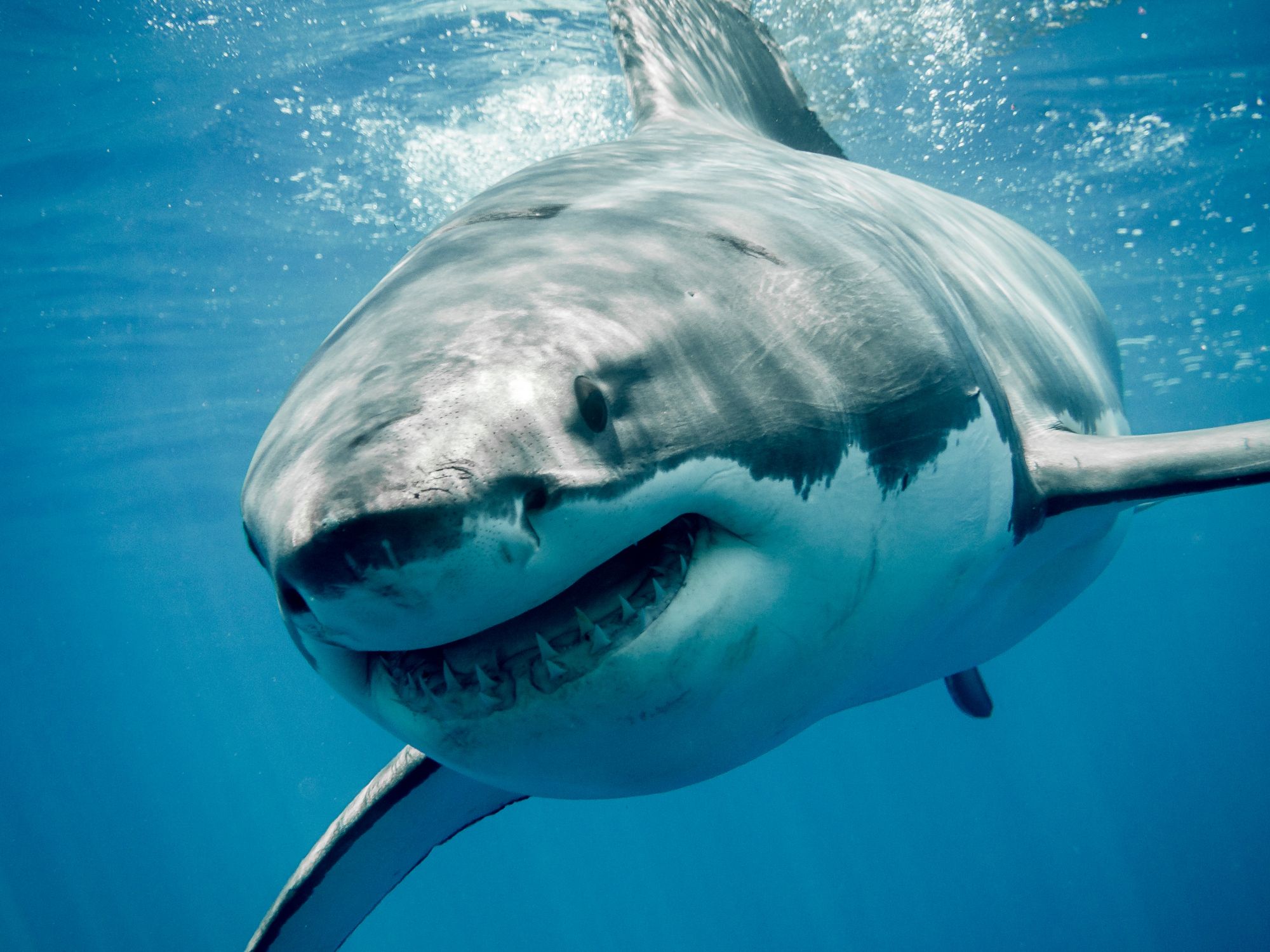 Lo squalo bianco ha il terrore dell'orca assassina