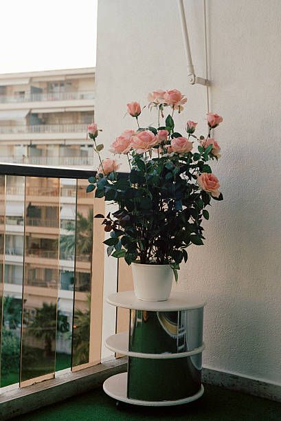 rose on balcony