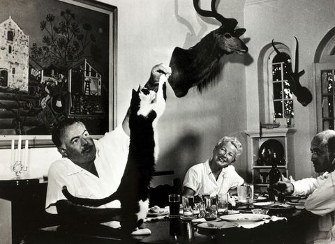 Ernest Hemingway Cats