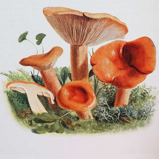 lactaria mitissima mushroom, digital reproduction of an ilustration of emil doerstling 1859 1940 photo by bildagentur onlineuniversal images group via getty images