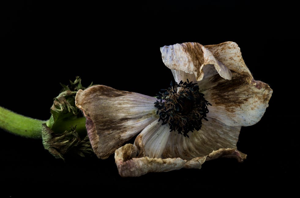 anemone on a black background