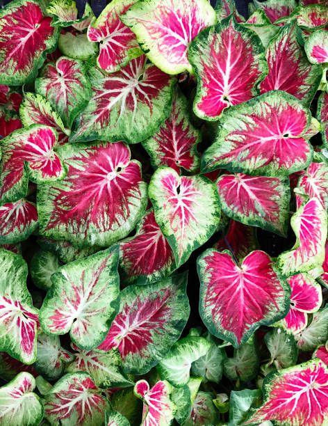 caladiums are flowering plants in the family araceae they are also commonly named elephant ear, heart of jesus, and angel wings there are over 1000 named cultivar