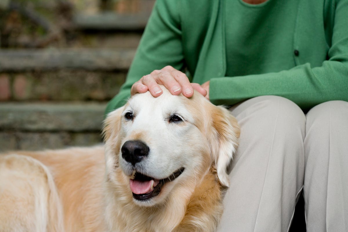 27 razas de perros más fieles, cariñosas y simpáticas