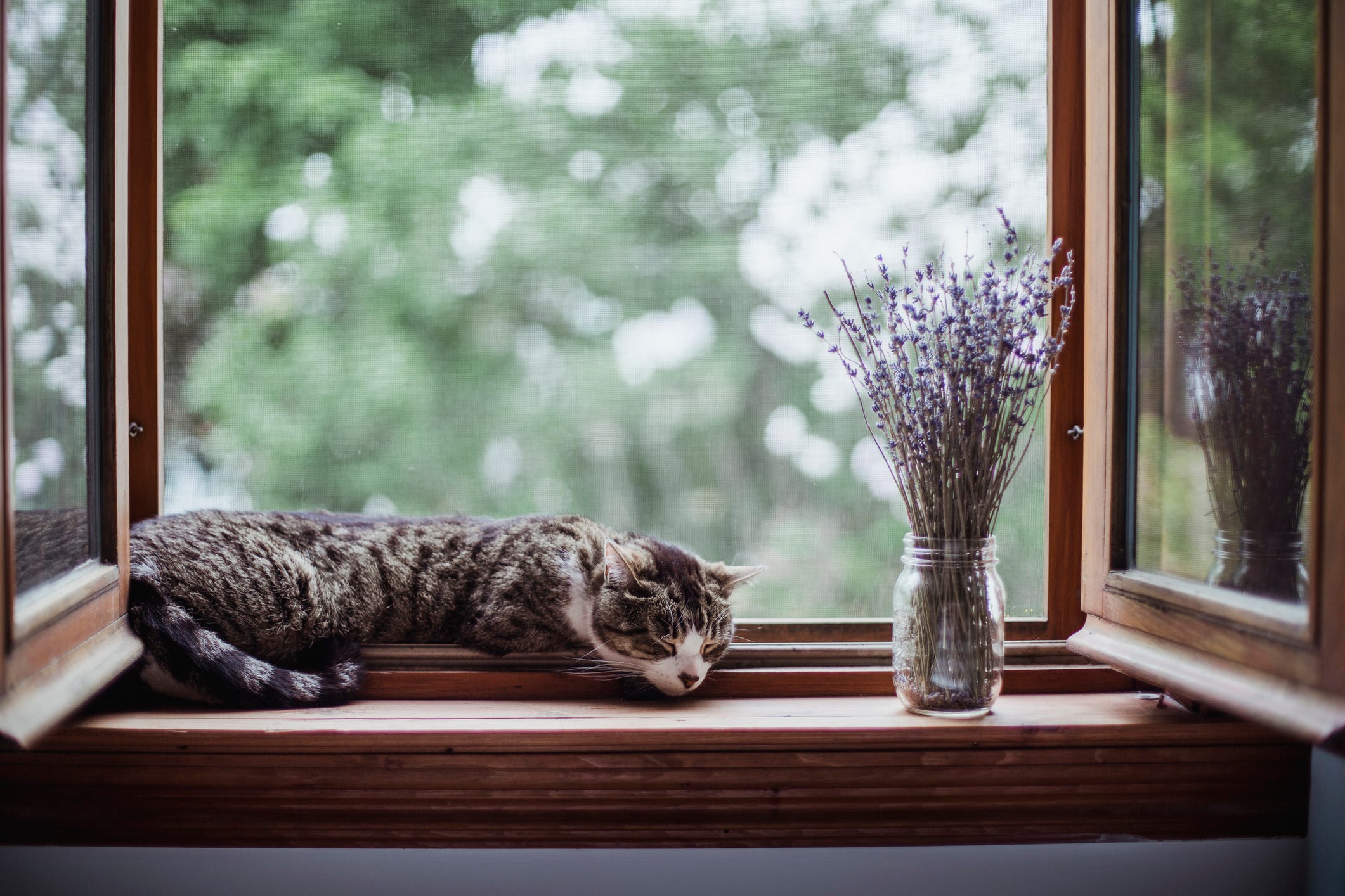 gato durmiendo en la ventana