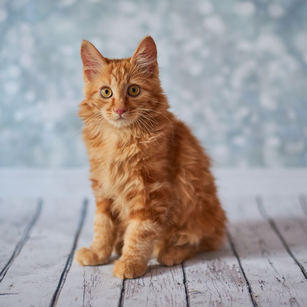 orange cat breeds american bobtail cat