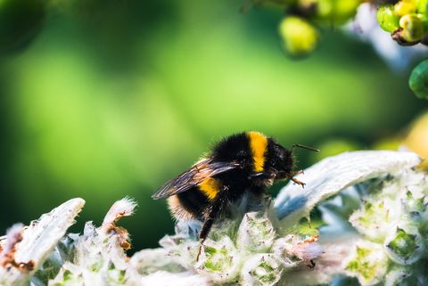 Bee, Insect, Bumblebee, Honeybee, Invertebrate, Membrane-winged insect, Pollinator, Tachinidae, Macro photography, Pollen, 