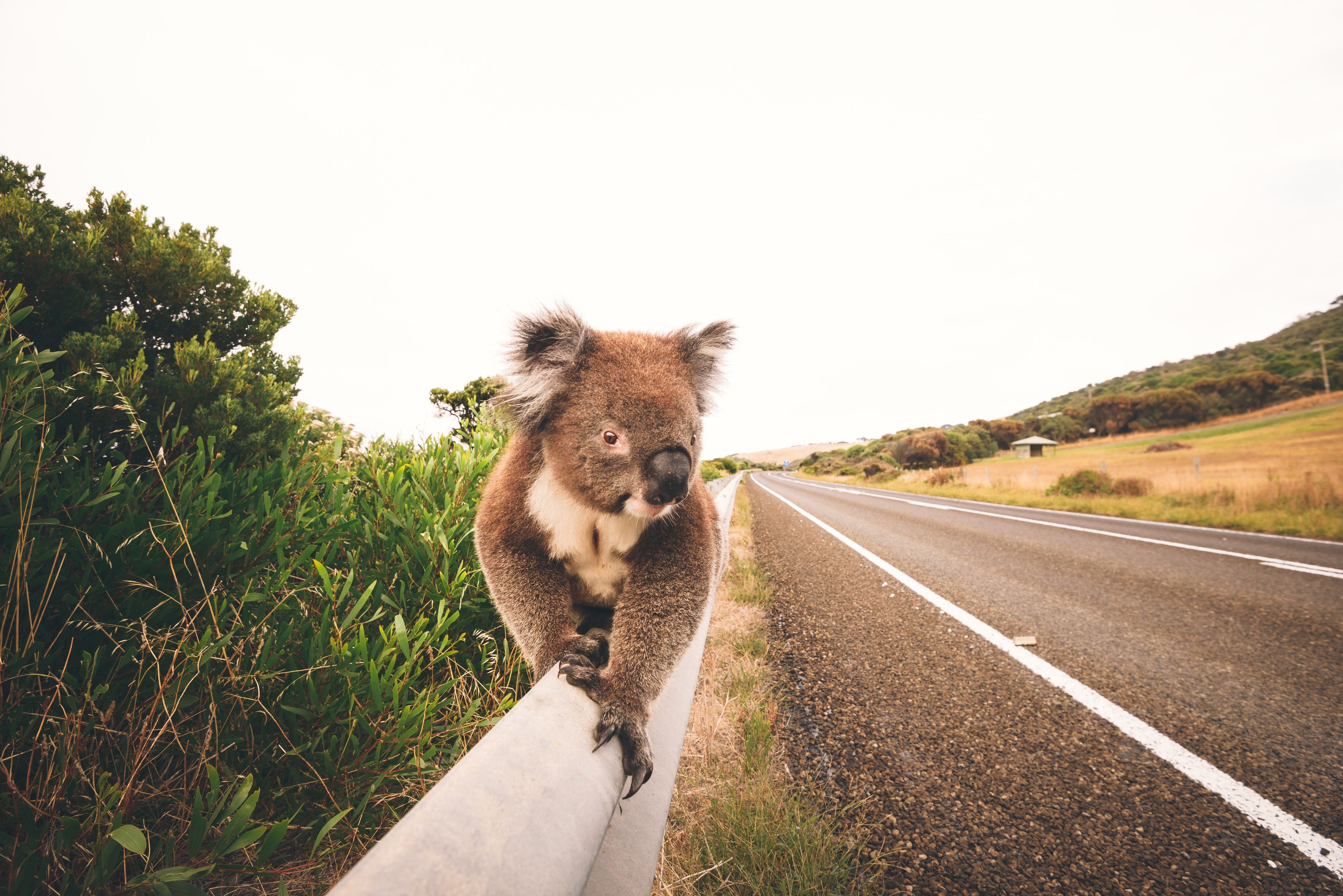 Koala sopravvissuto alle fiamme beve dalla mano del suo salvatore