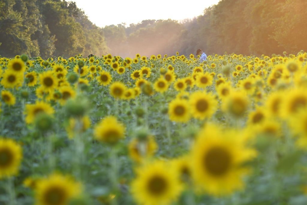 27 Best Sunflower Fields Near Me - Top Sunflower Fields & Mazes In The U.S.