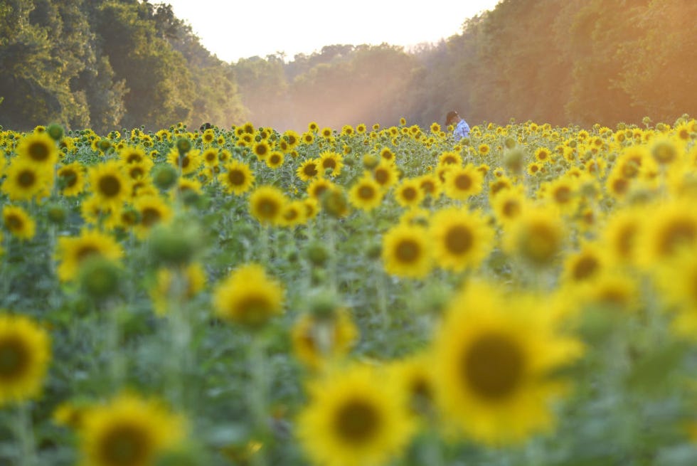 sunflower fields near me