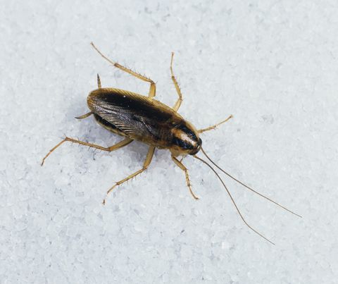 German Cockroach (Blatella germanica) adult on sugar.