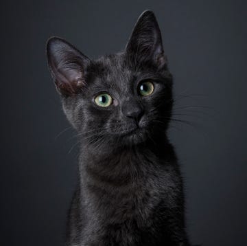 Waar komt de slechte naam van de zwarte kat vandaan? zwarte kat