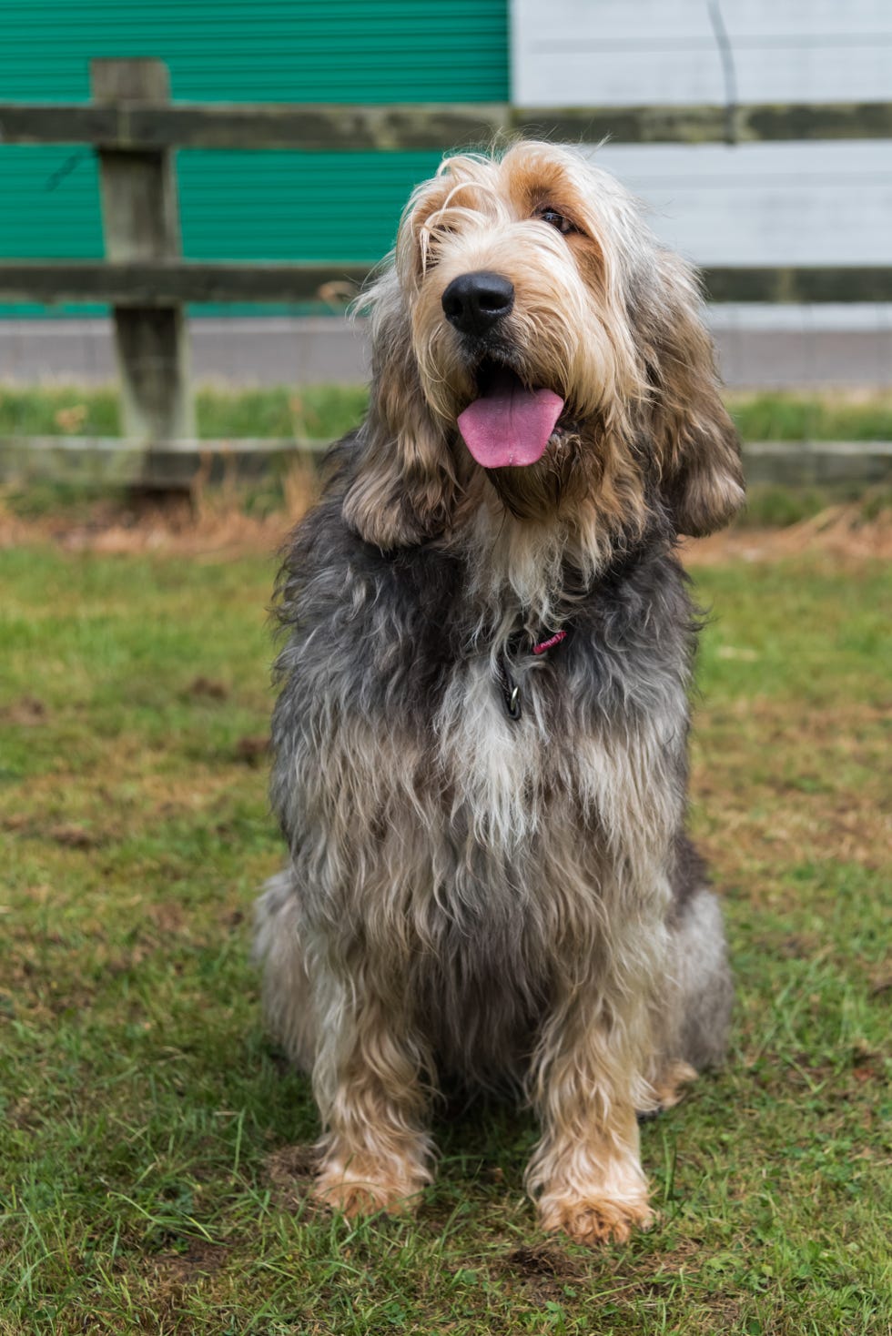 large otterhound sitting down in front of a wooden fence facing the camera with mouth open and tongue sticking out