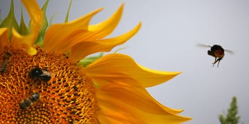 bees collect pollen from a sunflower on july 25, 2017 near bergheim, western germany  afp photo  dpa  oliver berg  germany out        photo credit should read oliver bergdpaafp via getty images