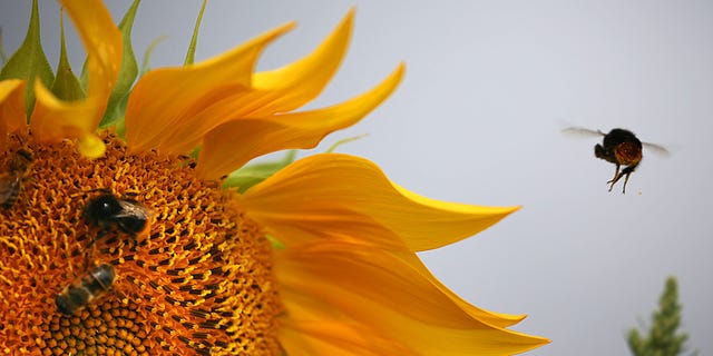 bees collect pollen from a sunflower on july 25, 2017 near bergheim, western germany  afp photo  dpa  oliver berg  germany out        photo credit should read oliver bergdpaafp via getty images