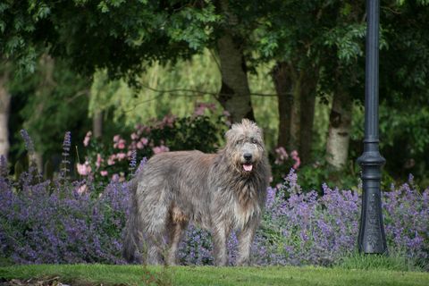 irish wolfhound standing in front of purple catmint