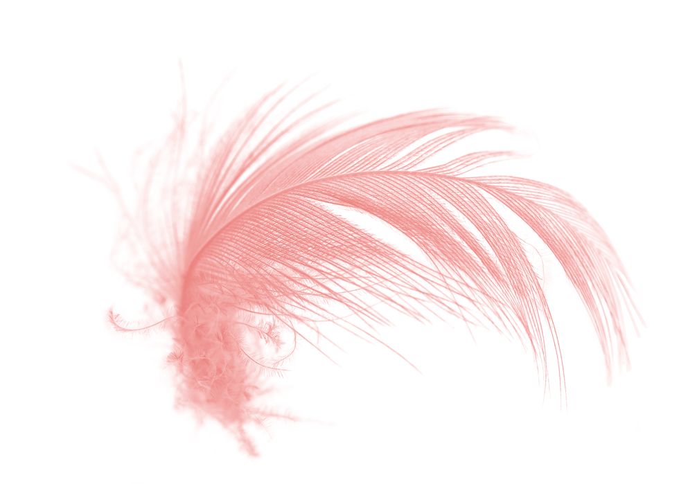 Feather, Pink, Fashion accessory, Tail, Wing, Quill, Natural material, 