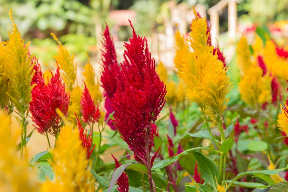 Feathered celosia flowers or celosia in a beautiful garden