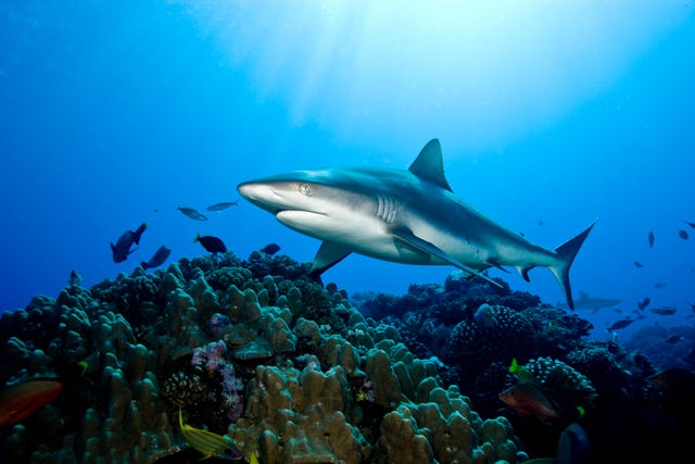 grijze rifhaai, carcharhinus amblyrhynchos