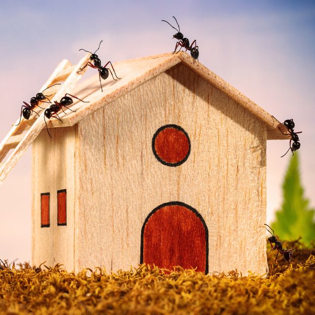 ants build a house with ladder, teamwork concept