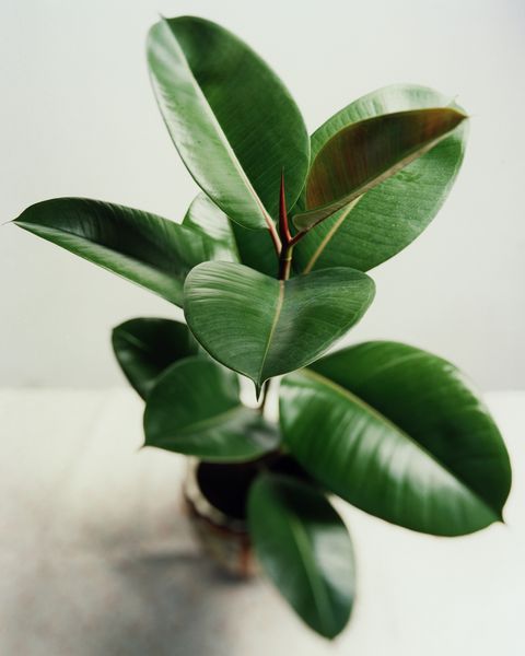 potted rubber tree plant