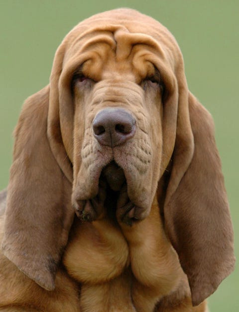 are bloodhounds smart dogs