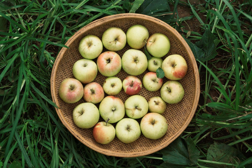 A Tray of Green Apples on Grass in Wild