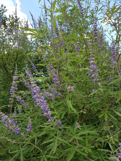 chaste vitex agnus castus healing plant