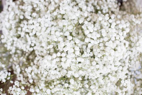 white flowers white flower names