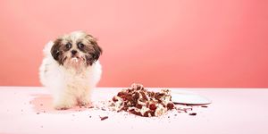 dog with a smashed cake