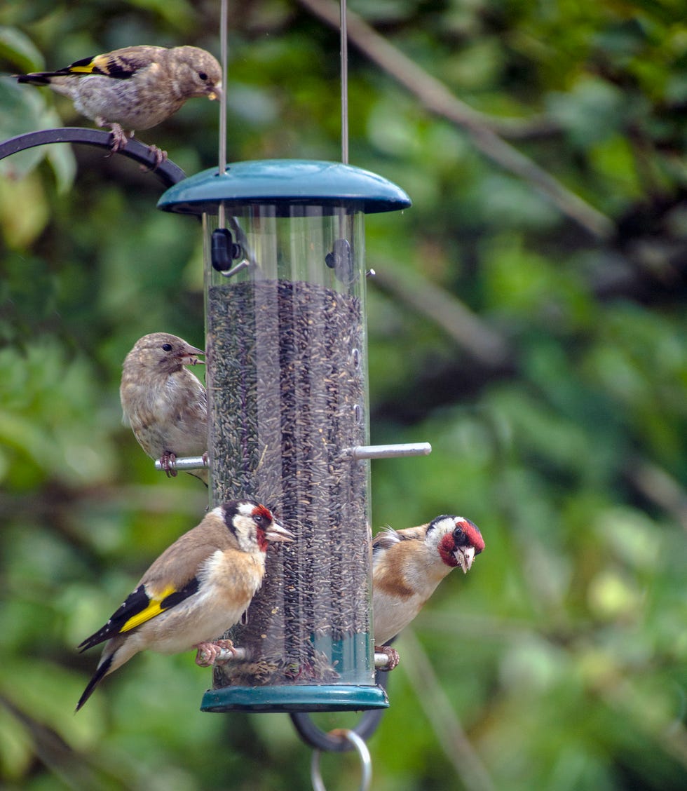 How To Use Nature To Make You Happier & Calmer: Autumnwatch Team