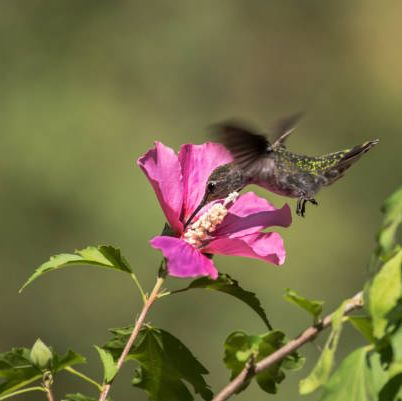 a hummingbird flies around a rose of sharon flower collecting nectar or pollen