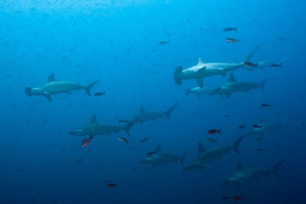Three species of shark are apparently heading to UK shores