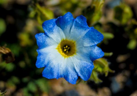Blue, Flower, Petal, Plant, Flowering plant, Wildflower, Botany, Close-up, Spring, Morning glory, 