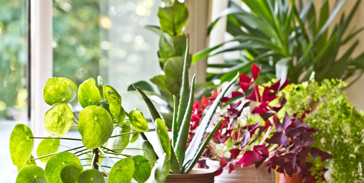 various green house plants beside the window