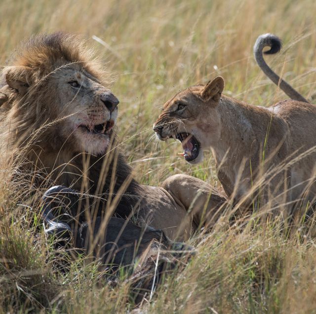 Mammal, Wildlife, Vertebrate, Lion, Terrestrial animal, Felidae, Masai lion, Big cats, Savanna, Safari, 