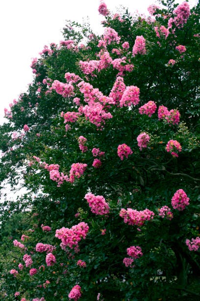 crape myrtle