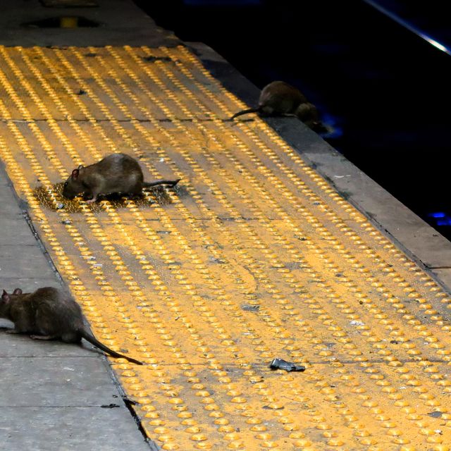 rats new york subway