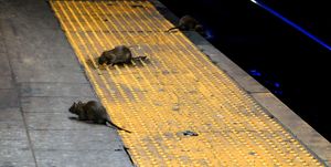 rats new york subway