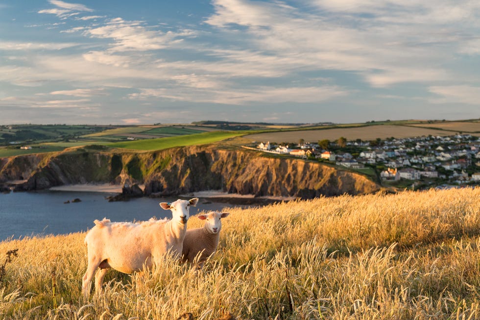 looking towards hope cove south devon sheep in the foreground, with cliffs behind