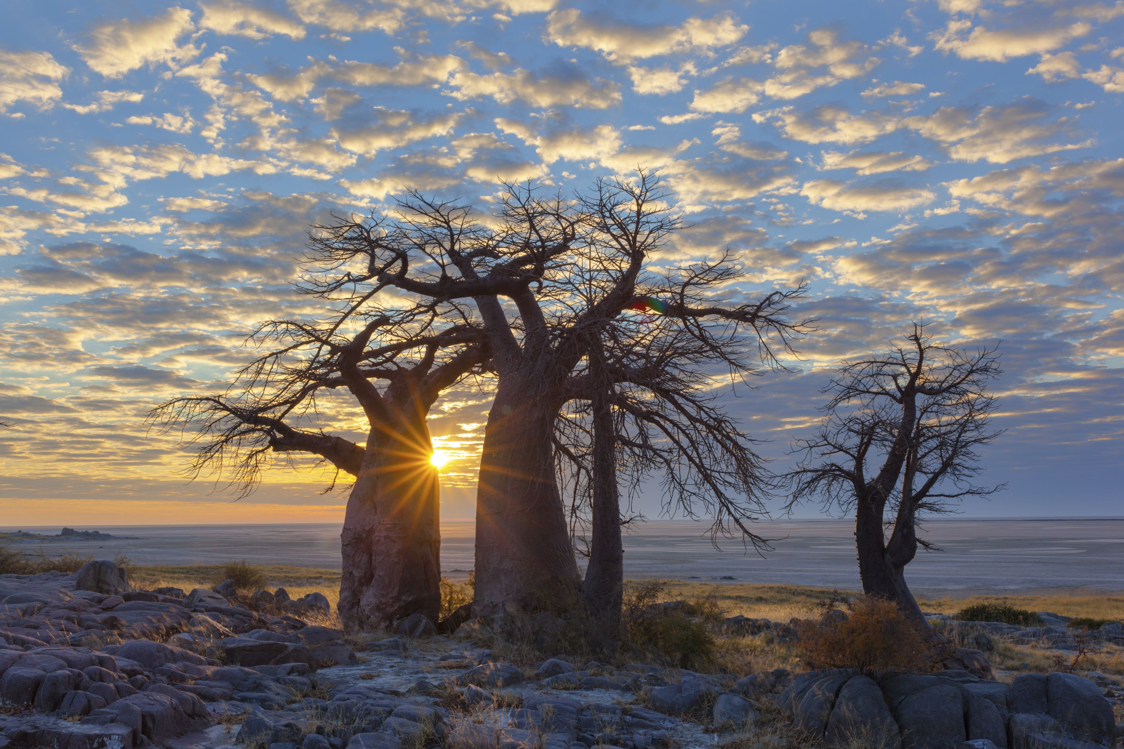 The World's Ancient BaoƄaƄ Trees Are Dying, And We Don't Know Why