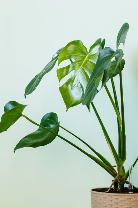 monstera deliciosa swiss cheese plant at home